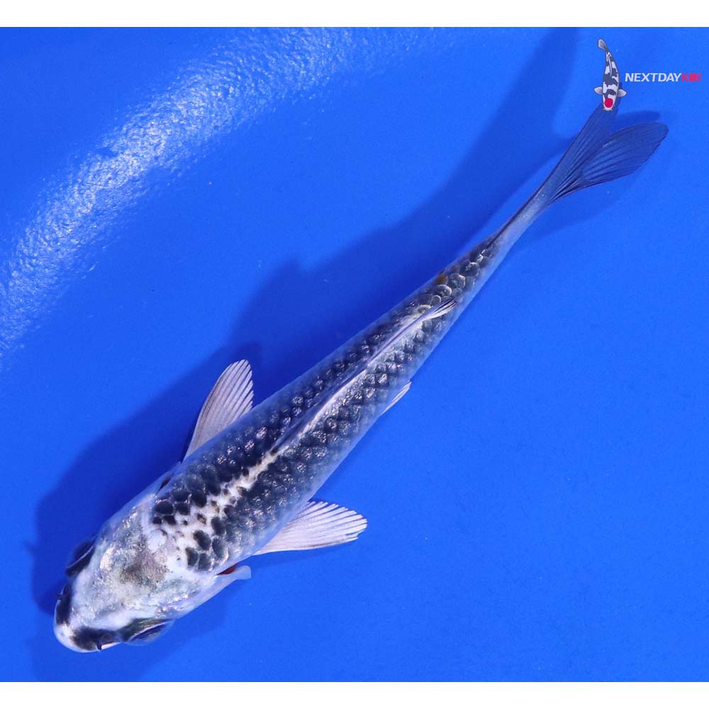 3.5” Imported Kujaku