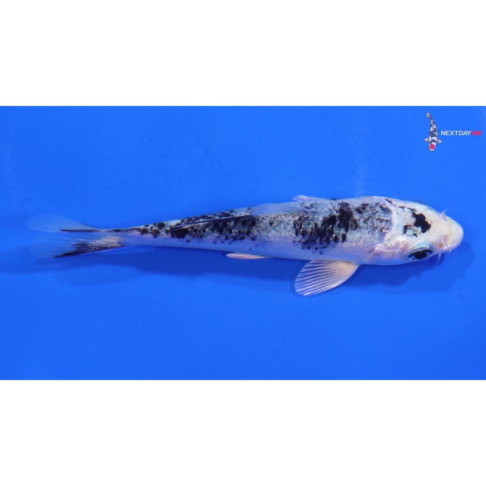 3.5” Imported Gin Shiro Bekko