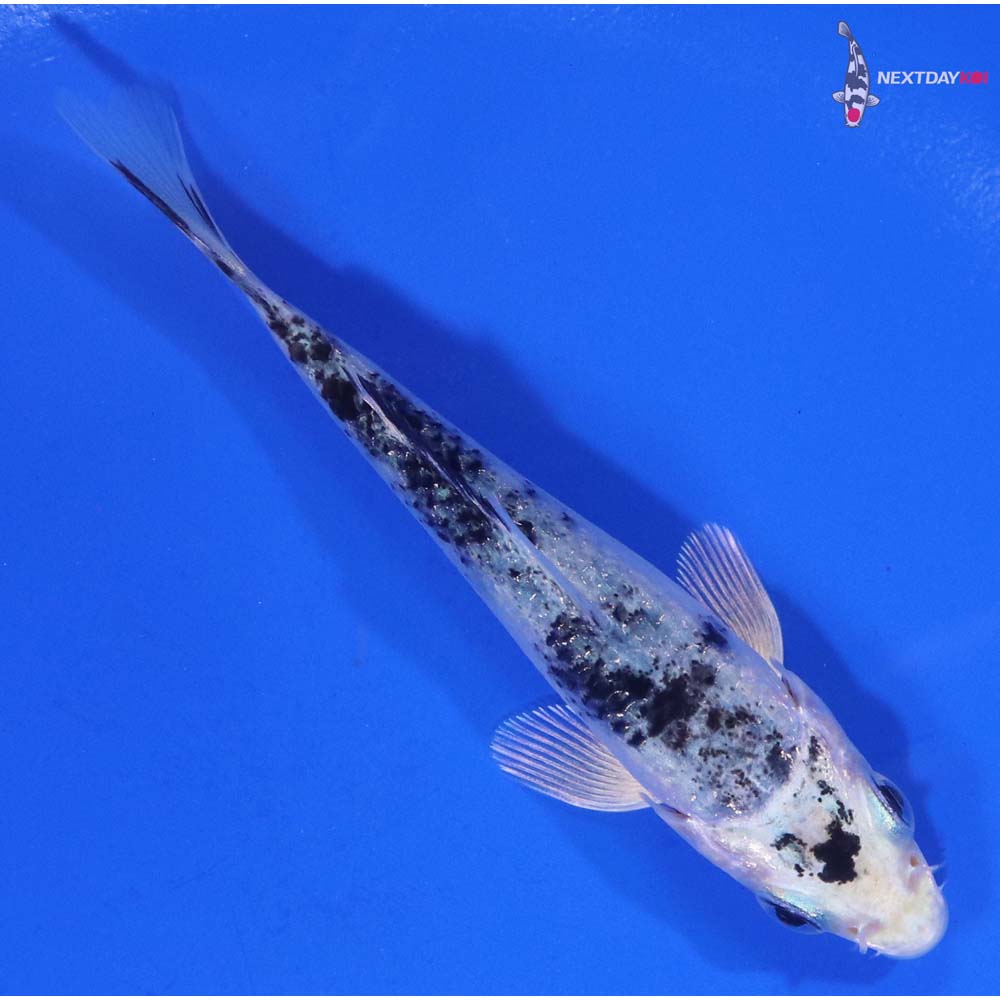 3.5” Imported Gin Shiro Bekko