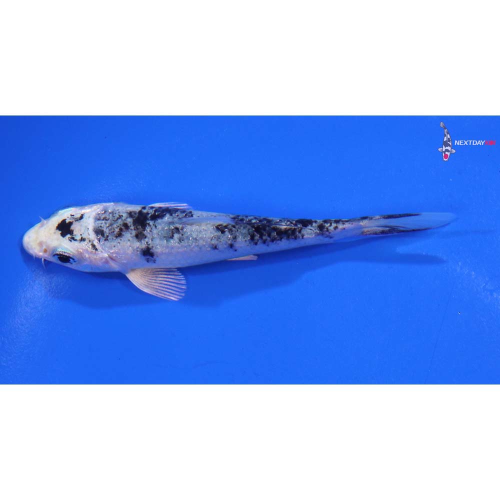 3.5” Imported Gin Shiro Bekko