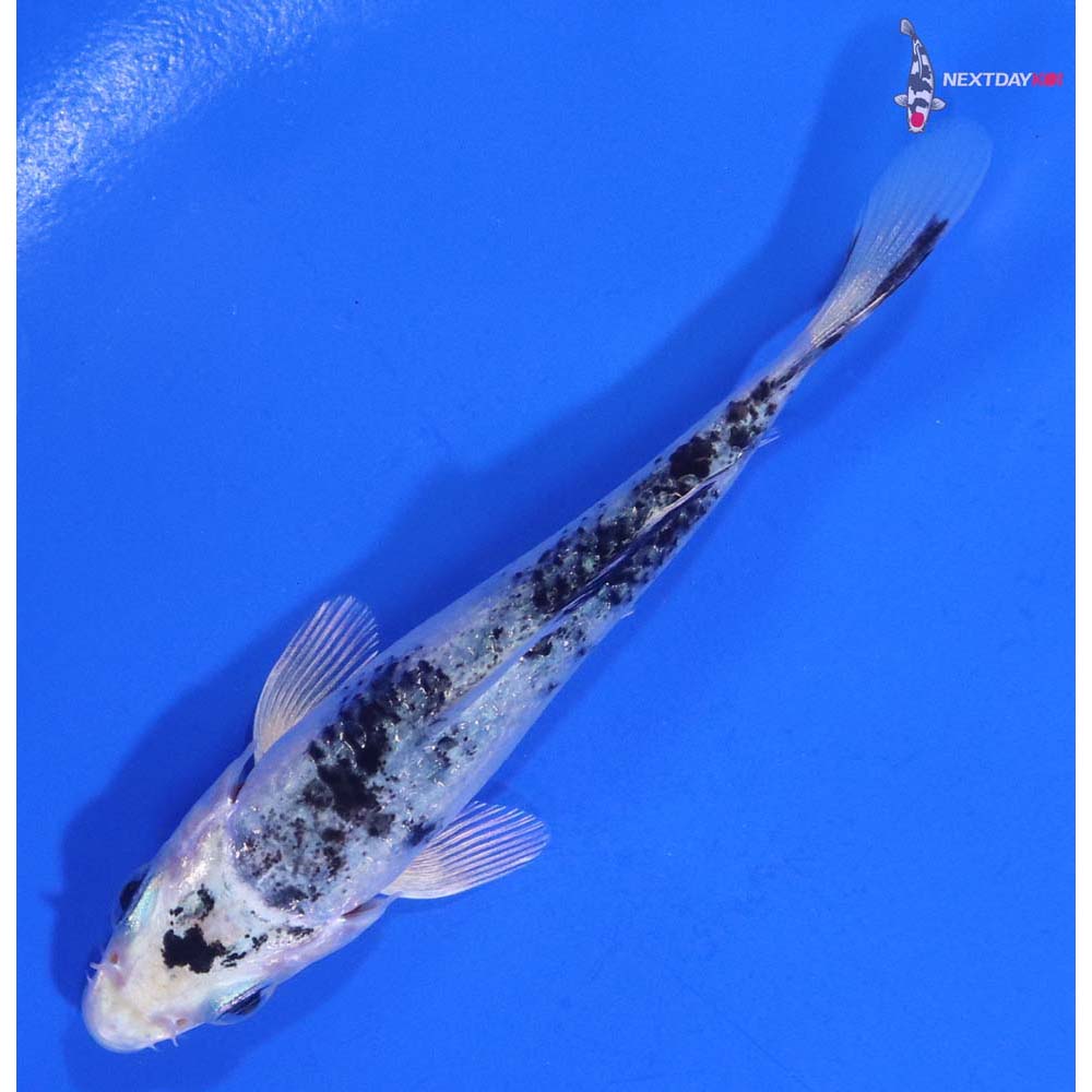 3.5” Imported Gin Shiro Bekko