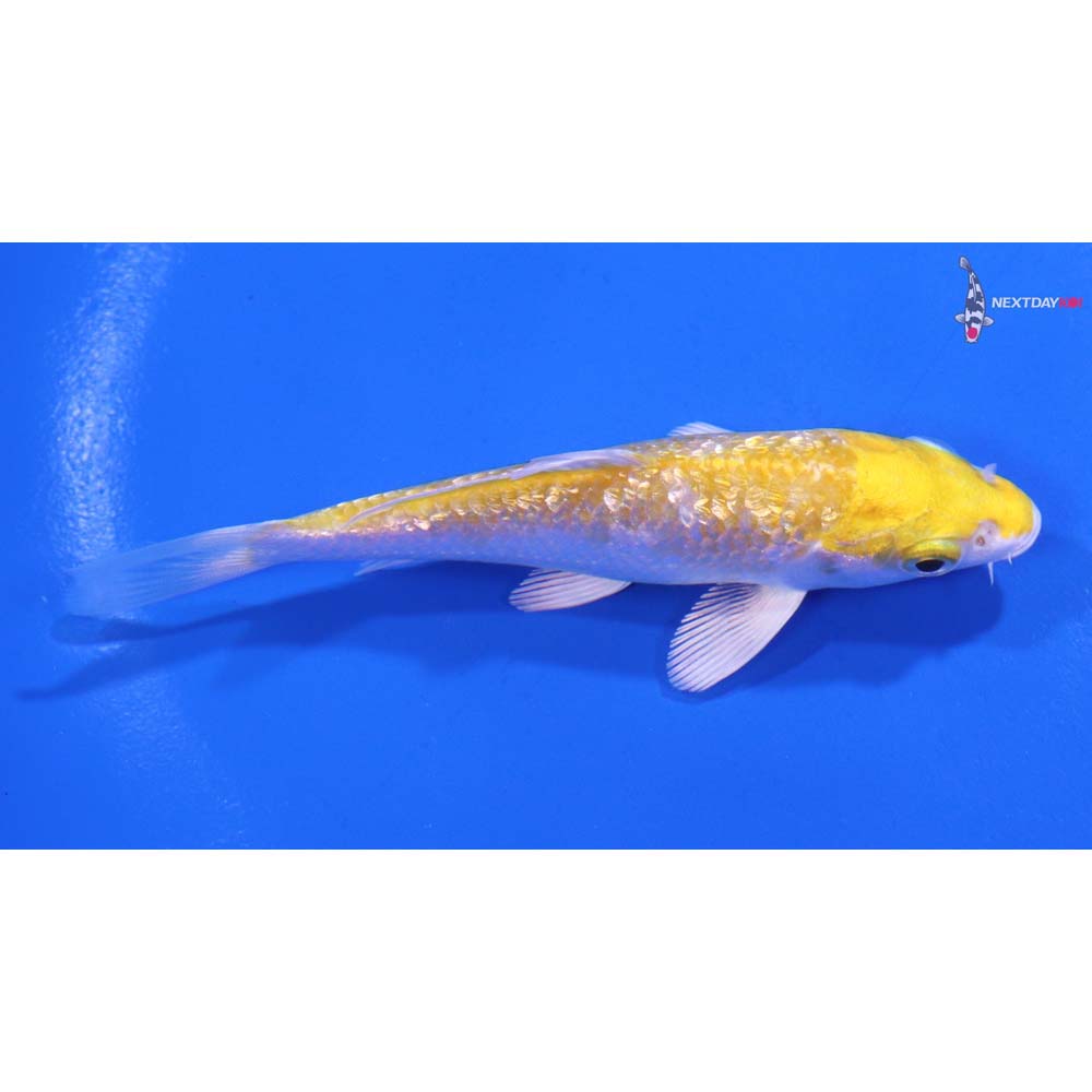 4” Imported Gin Rin Lemon Hariwake