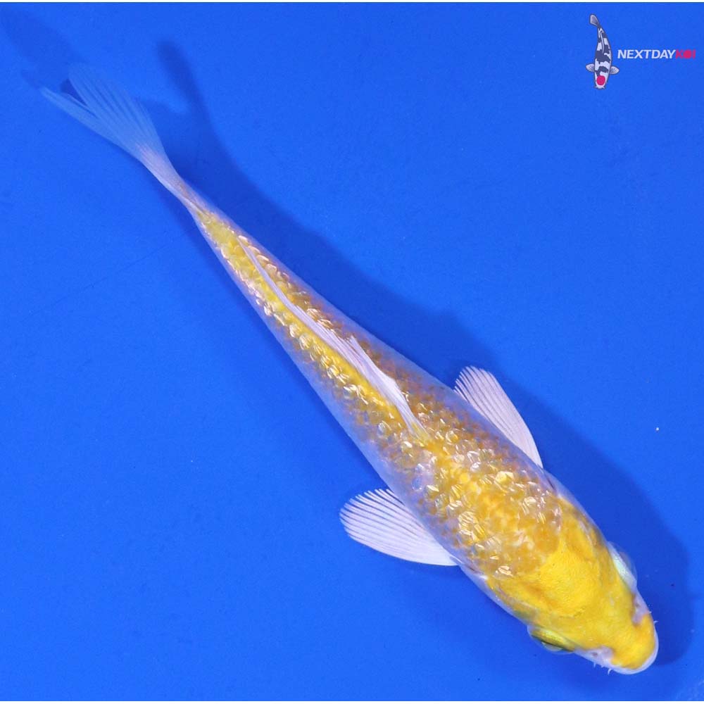 4” Imported Gin Rin Lemon Hariwake
