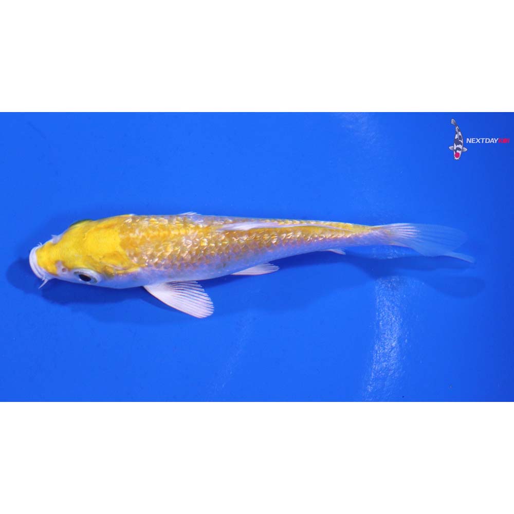 4” Imported Gin Rin Lemon Hariwake