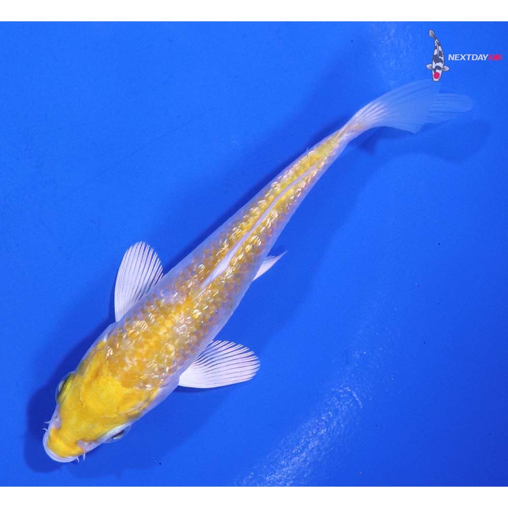 4” Imported Gin Rin Lemon Hariwake