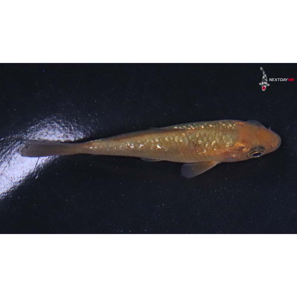 3” Imported Gin Rin Chagoi