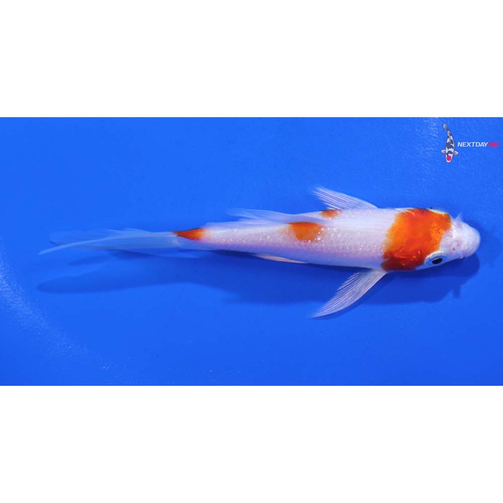 4” Imported Hariwake Butterfly Koi