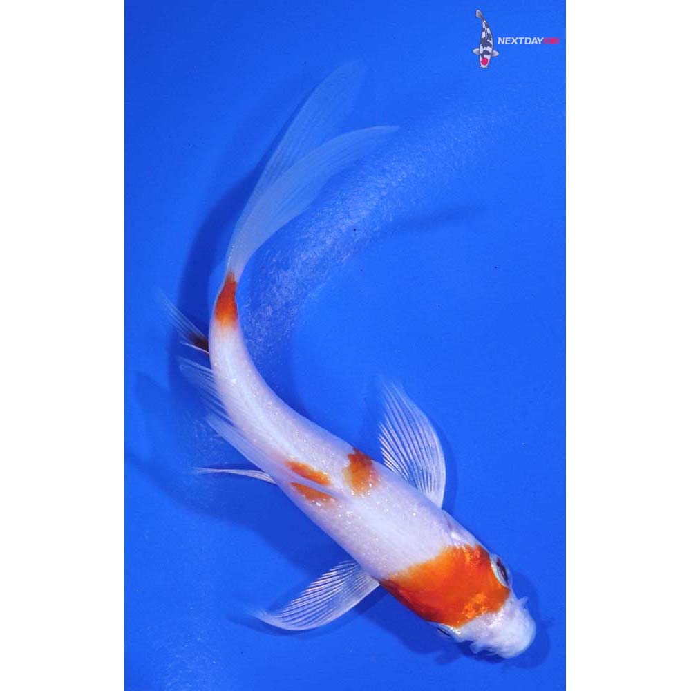 4” Imported Hariwake Butterfly Koi