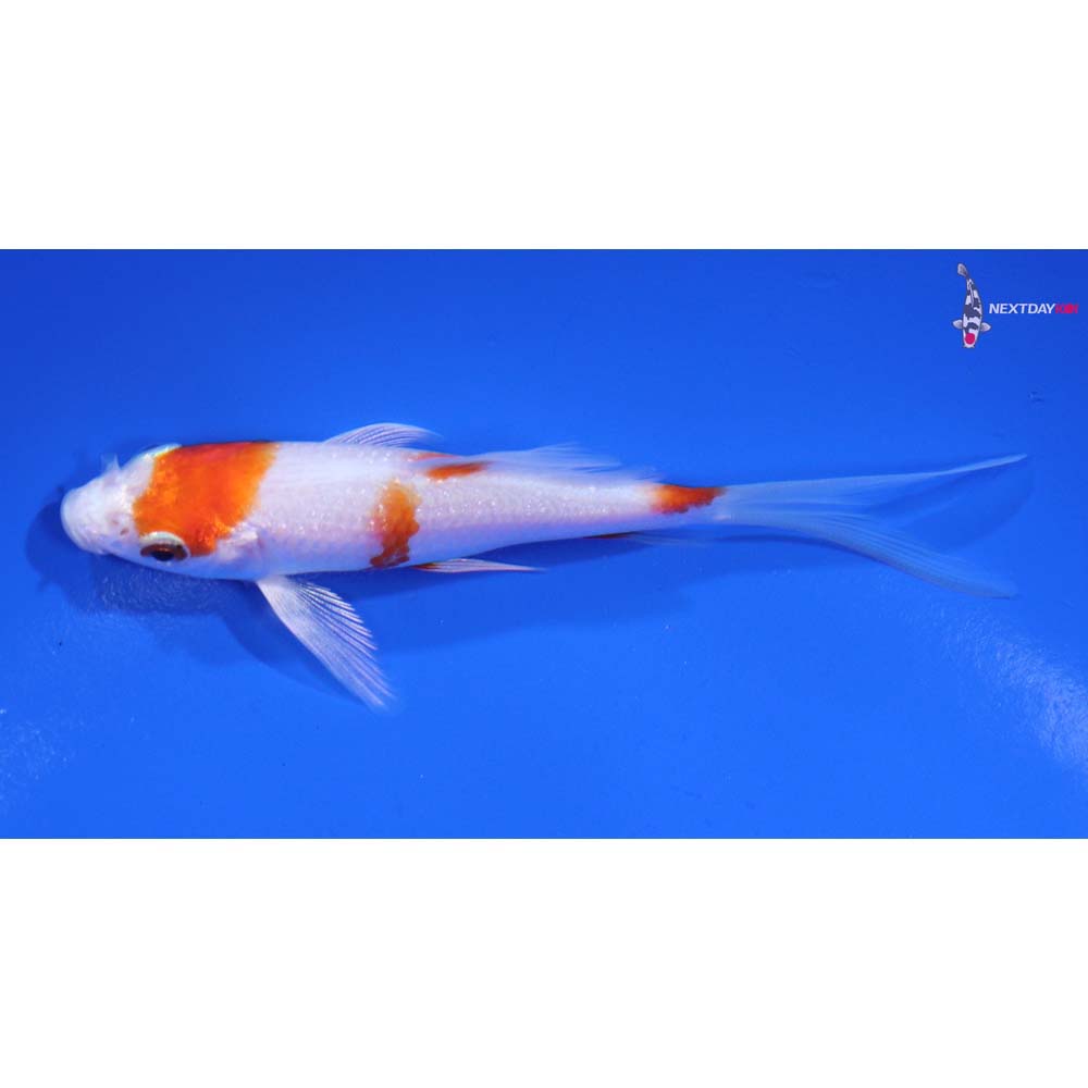4” Imported Hariwake Butterfly Koi
