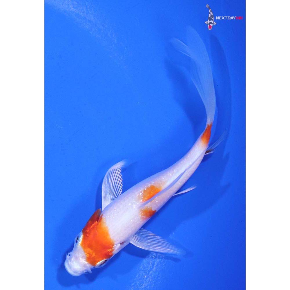 4” Imported Hariwake Butterfly Koi