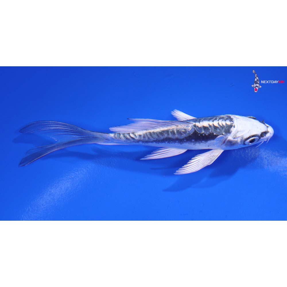 4” Imported Kikokuryu Butterfly Koi