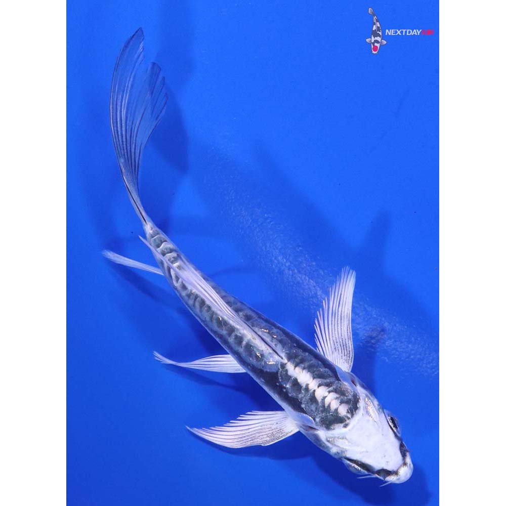 4” Imported Kikokuryu Butterfly Koi