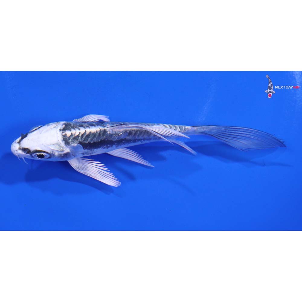 4” Imported Kikokuryu Butterfly Koi