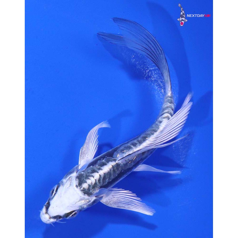 4” Imported Kikokuryu Butterfly Koi