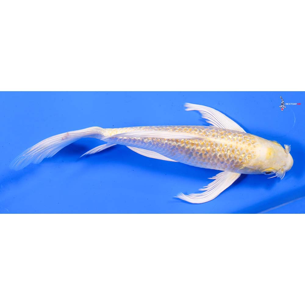 7.5” Imported Gin Rin Lemon Hariwake Butterfly Koi
