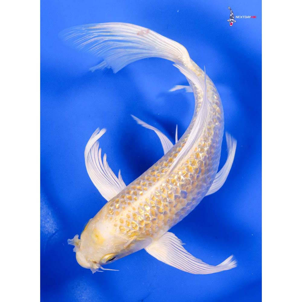 7.5” Imported Gin Rin Lemon Hariwake Butterfly Koi
