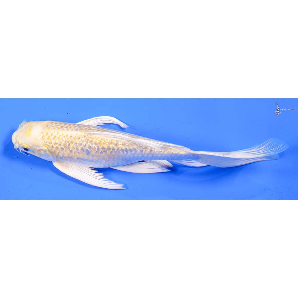 7.5” Imported Gin Rin Lemon Hariwake Butterfly Koi