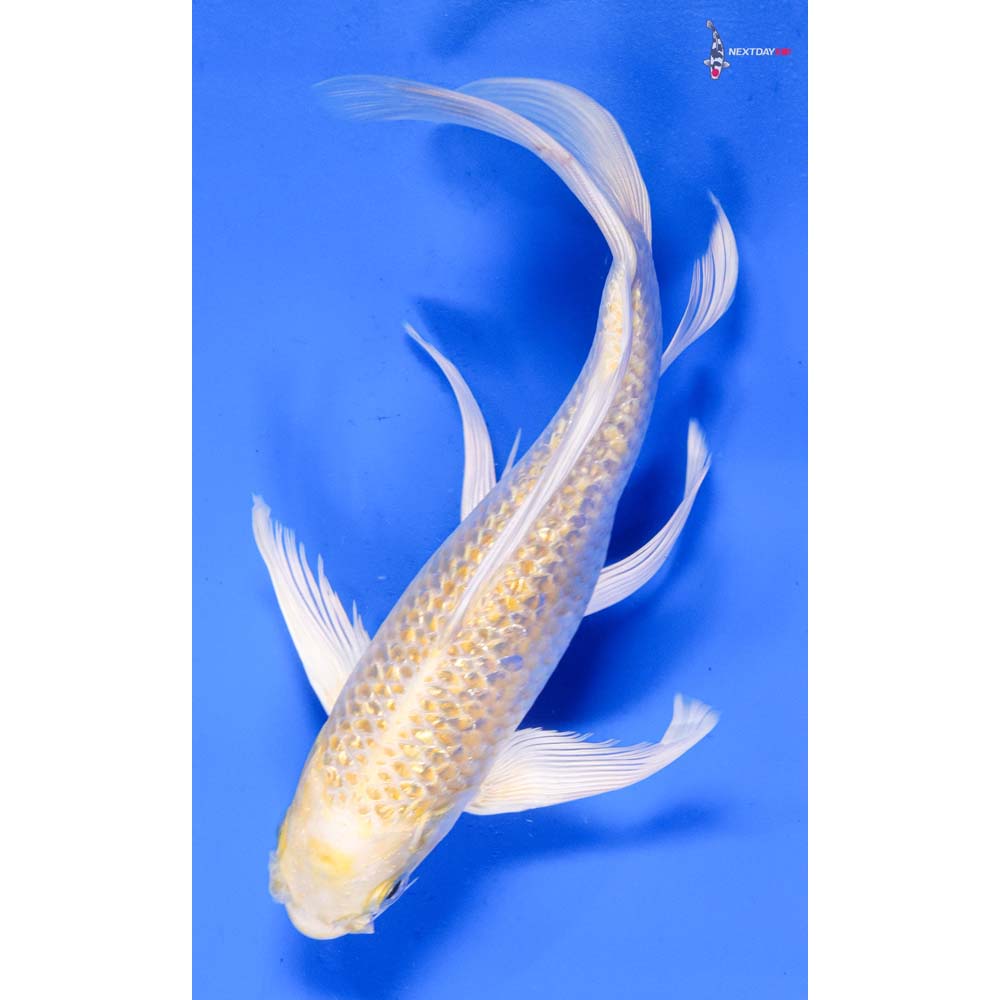 7.5” Imported Gin Rin Lemon Hariwake Butterfly Koi