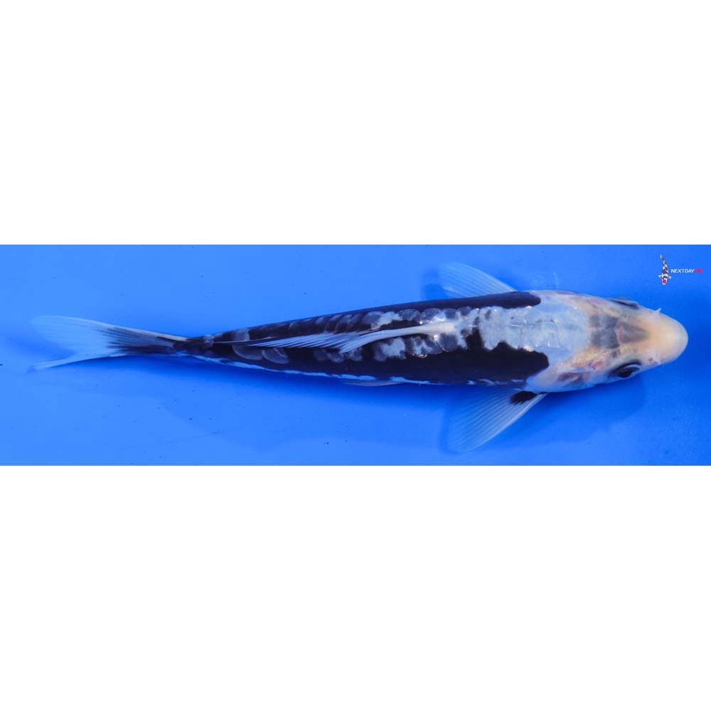 7” Imported Kumonryu