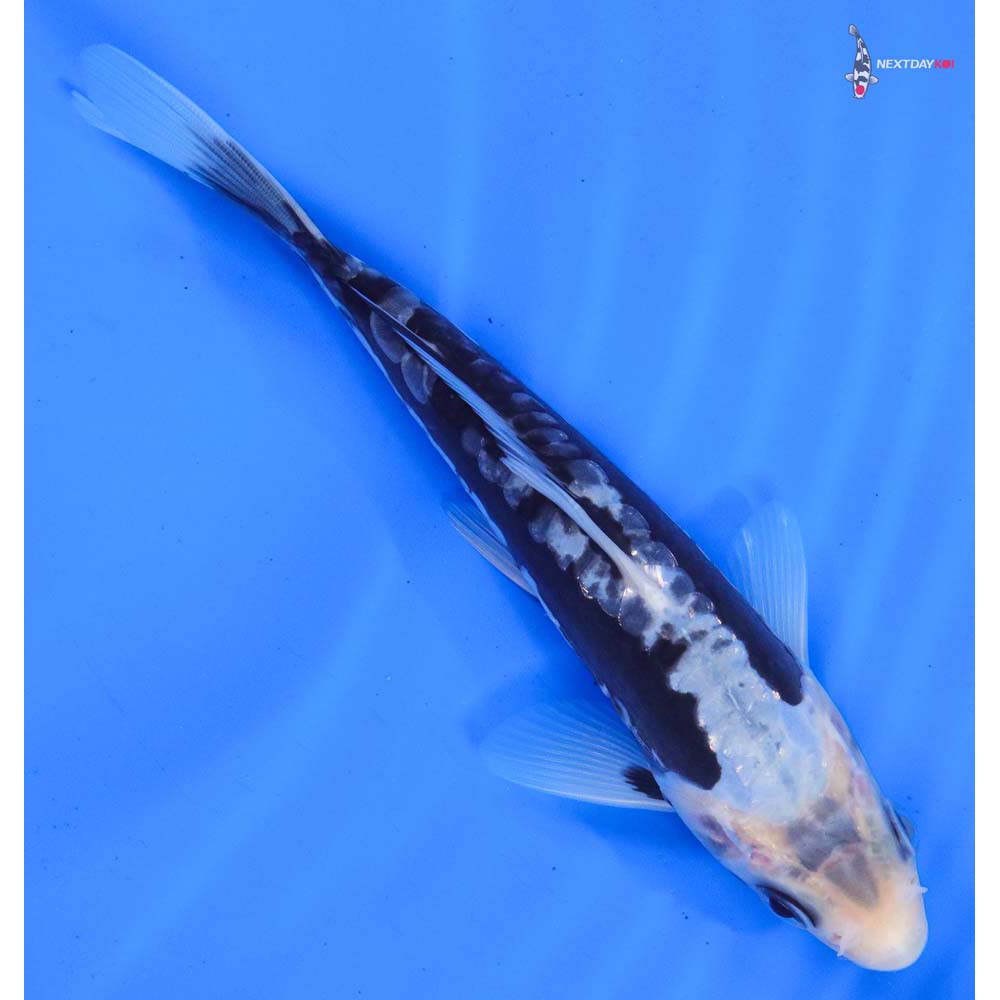 7” Imported Kumonryu