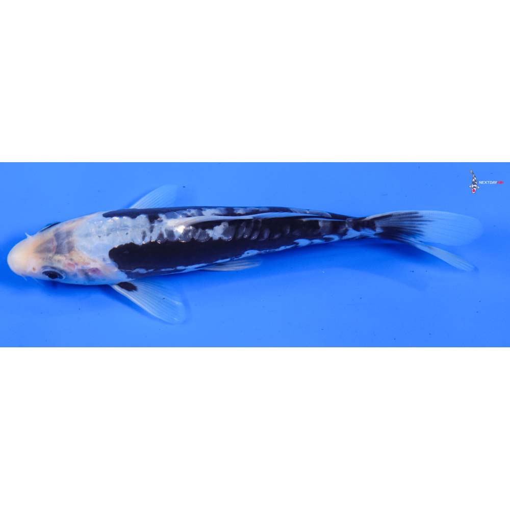 7” Imported Kumonryu