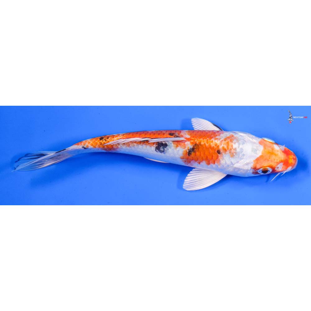 7” Imported Yamato Nishiki