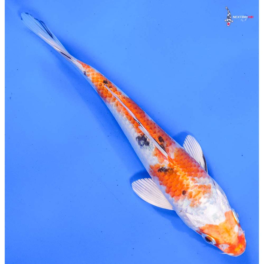 7” Imported Yamato Nishiki