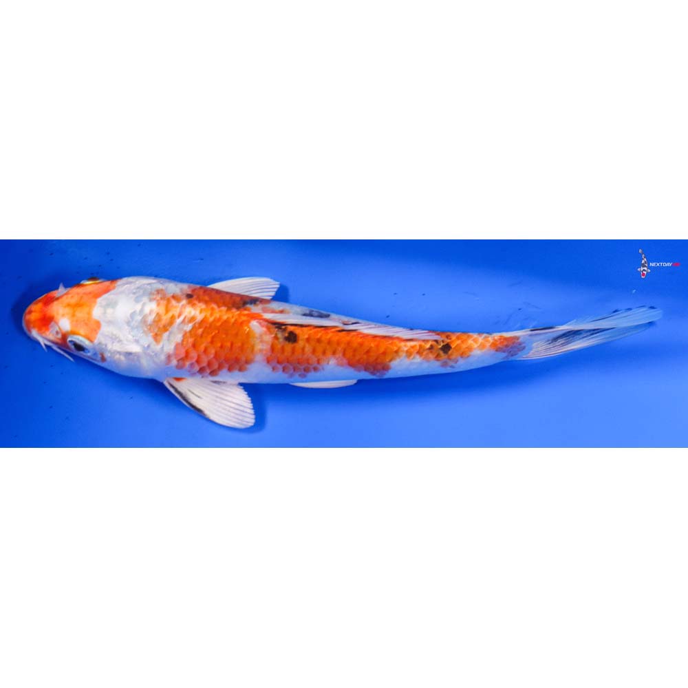 7” Imported Yamato Nishiki