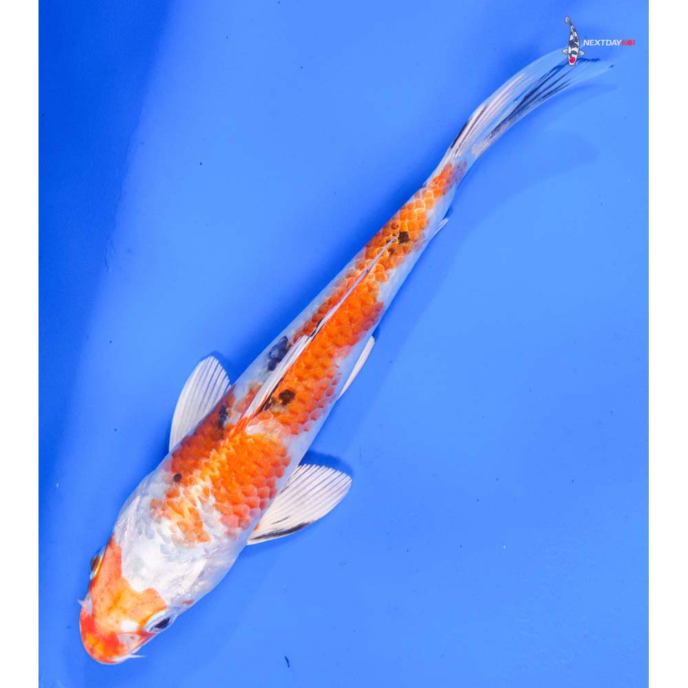 7” Imported Yamato Nishiki