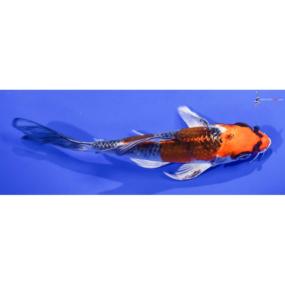 5” Imported Kujaku Butterfly Koi