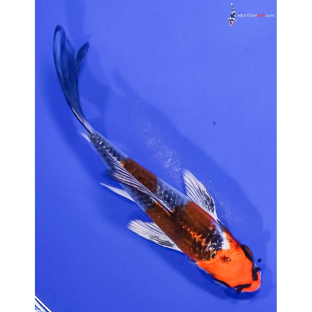 5” Imported Kujaku Butterfly Koi