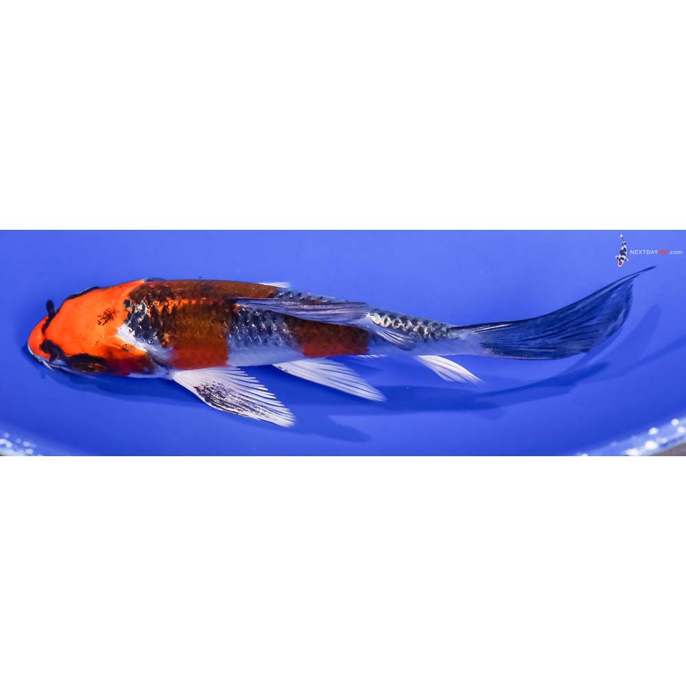 5” Imported Kujaku Butterfly Koi