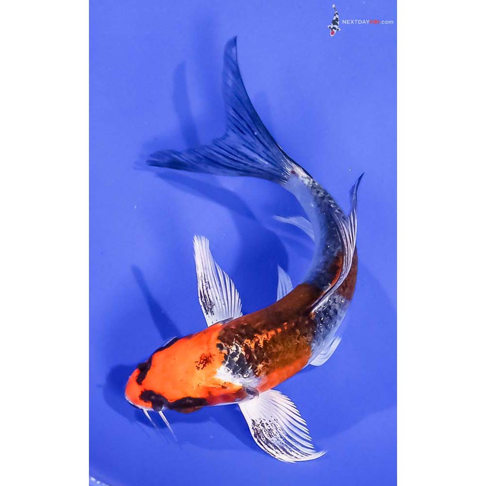 5” Imported Kujaku Butterfly Koi