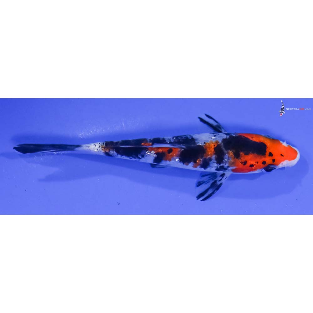 4” Imported Gin Rin Sanke