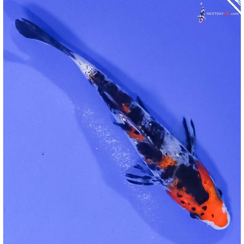 4” Imported Gin Rin Sanke