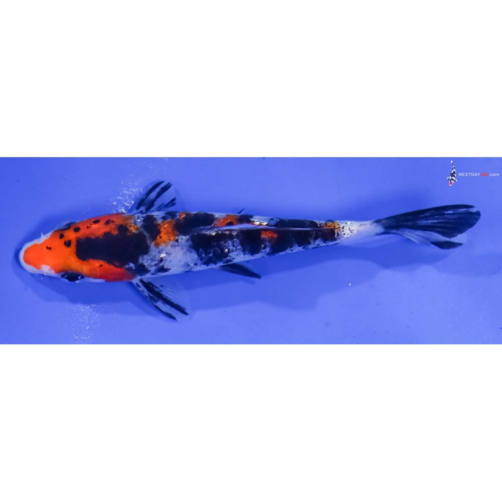 4” Imported Gin Rin Sanke