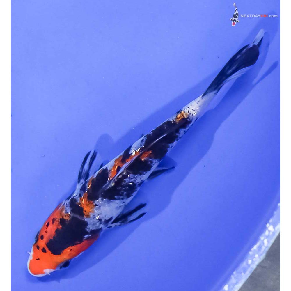 4” Imported Gin Rin Sanke