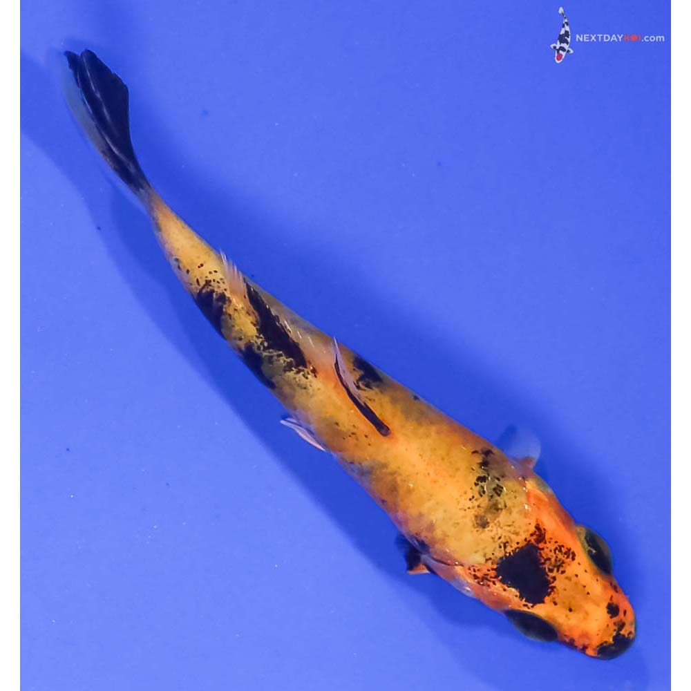 3.5” Imported Kin Hi Utsuri