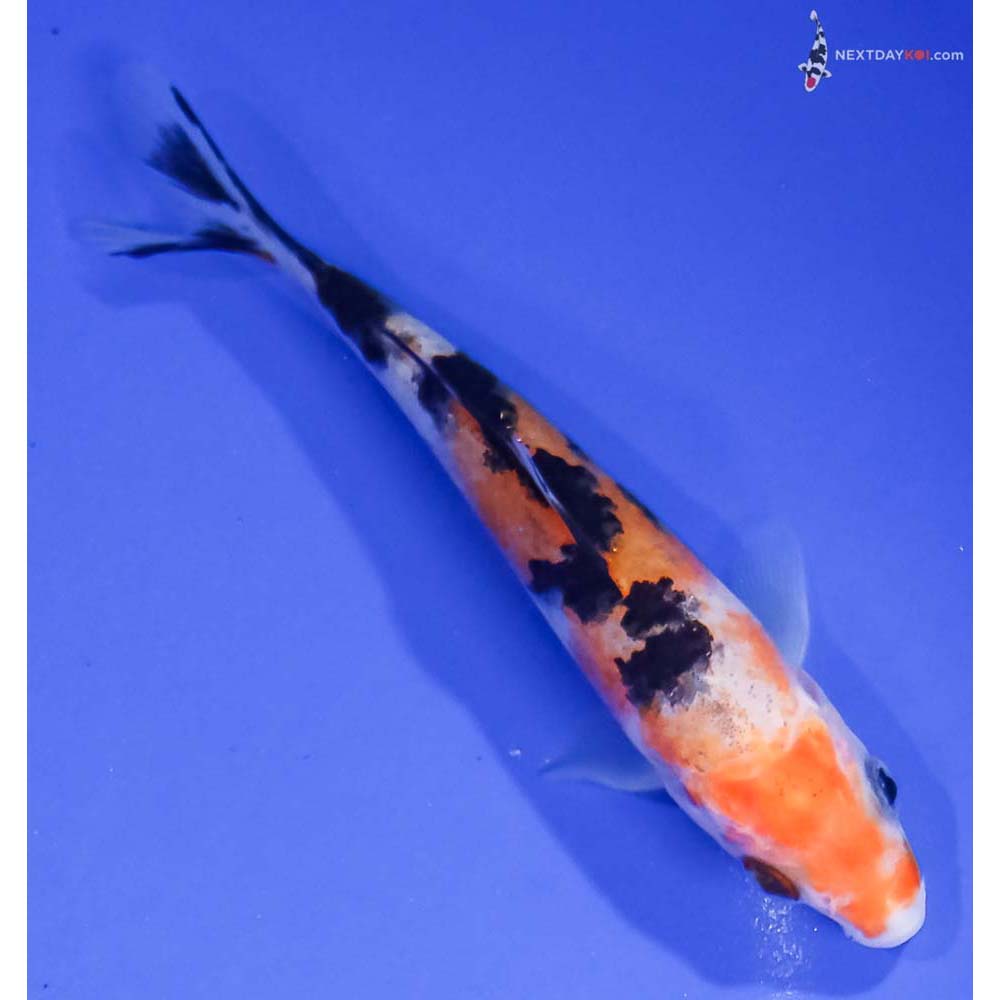 4.5” Imported Sanke