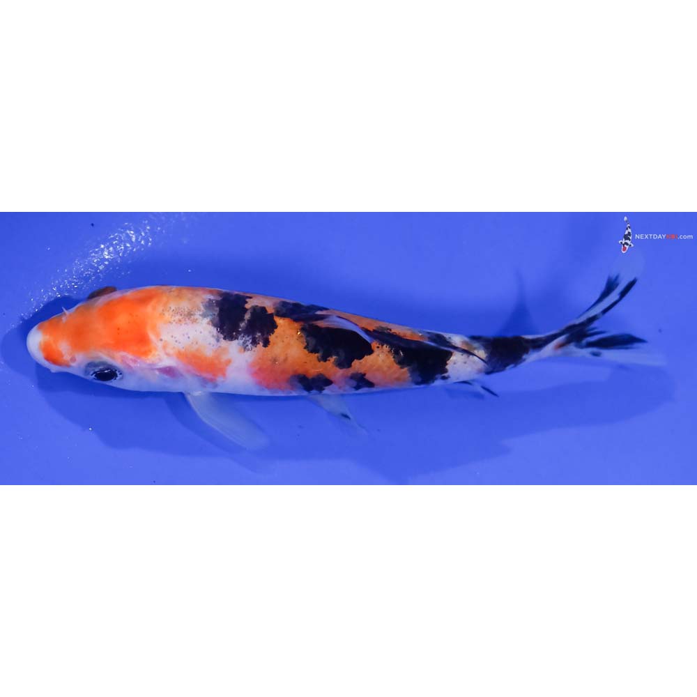 4.5” Imported Sanke