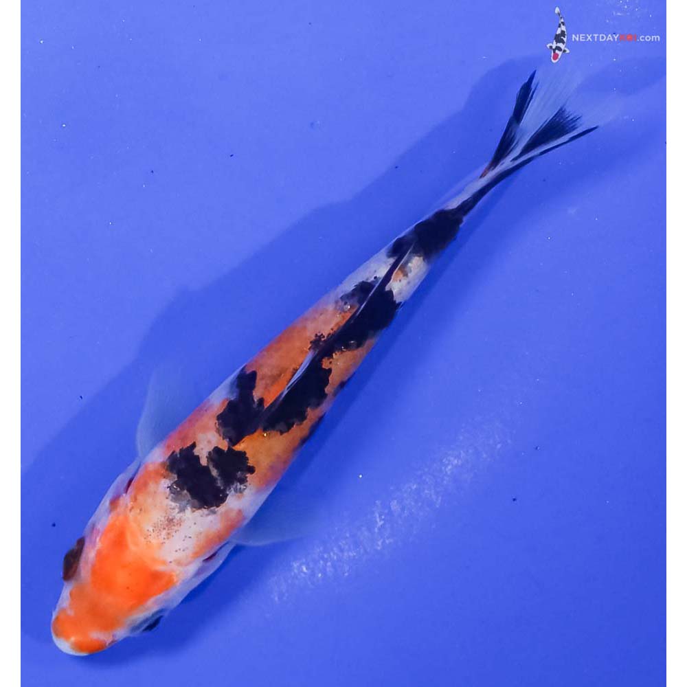 4.5” Imported Sanke