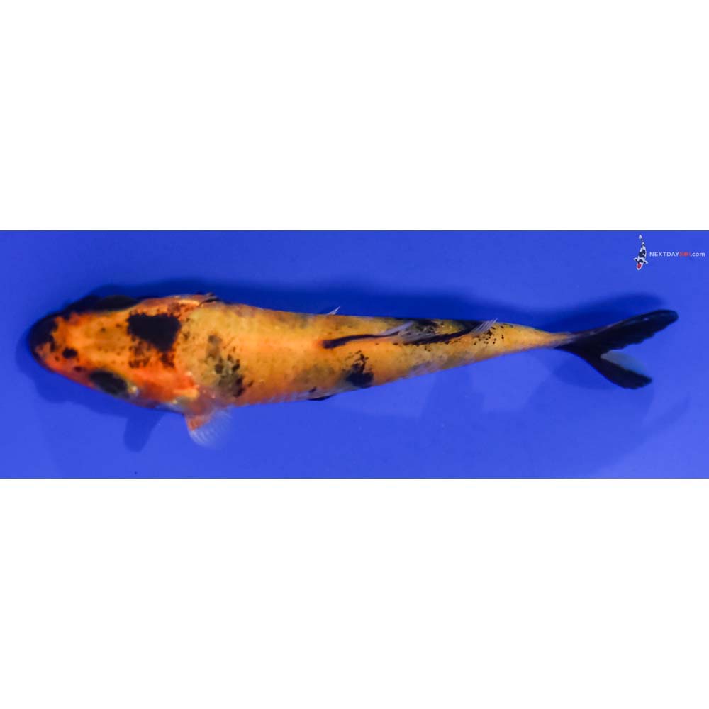 3.5” Imported Kin Hi Utsuri