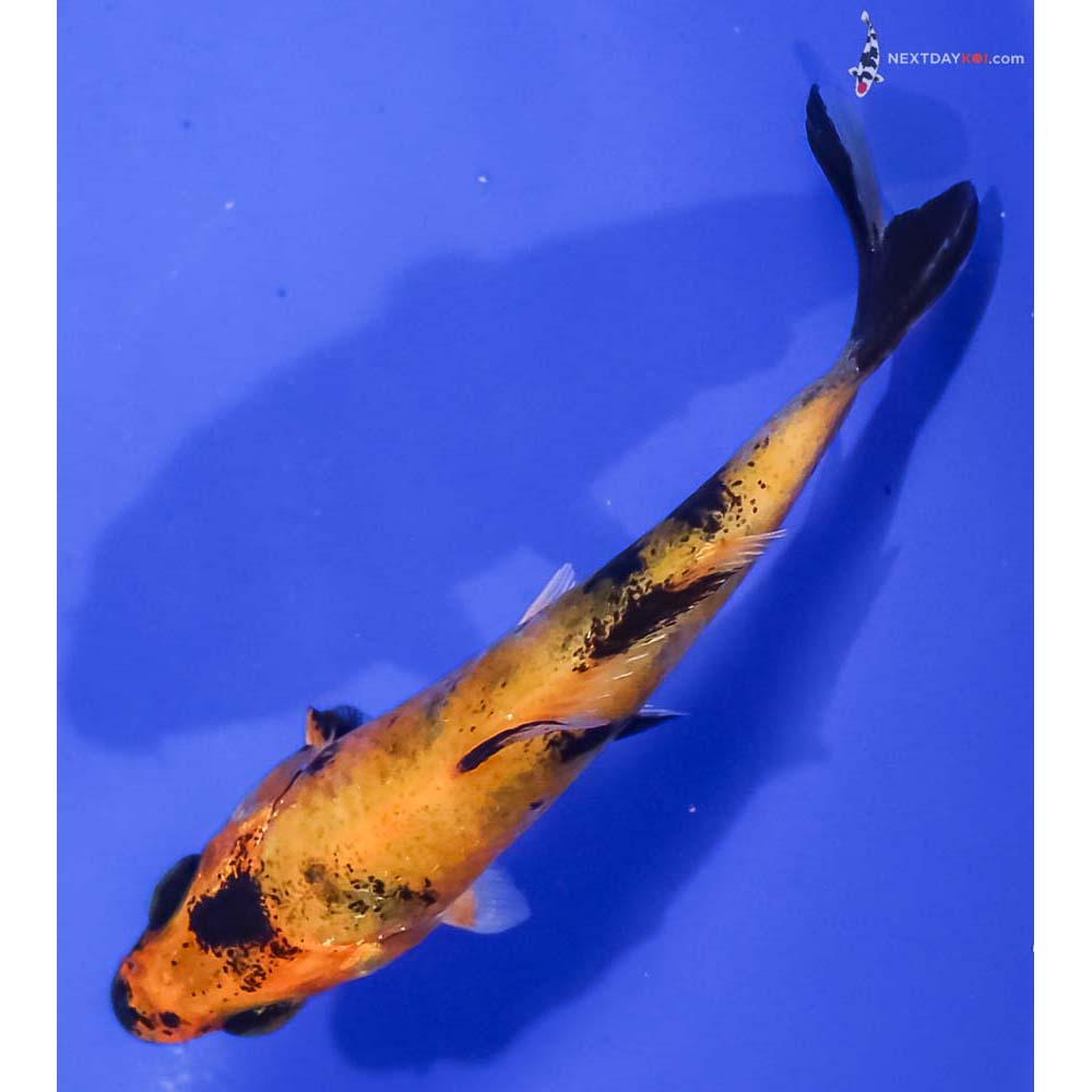 3.5” Imported Kin Hi Utsuri
