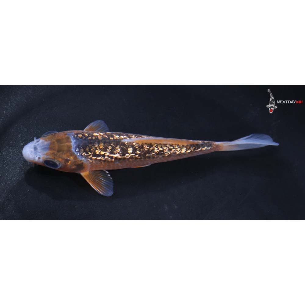 4” Imported Gin Rin Asagi