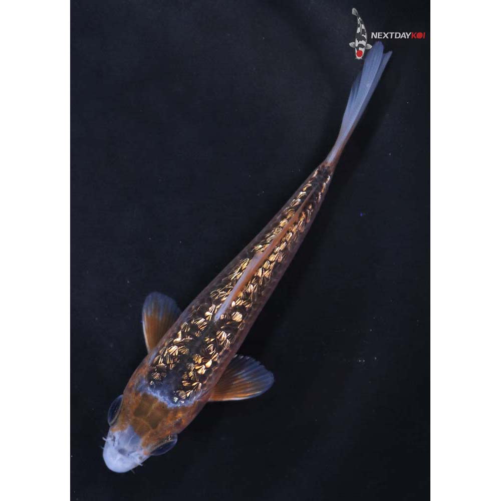 4” Imported Gin Rin Asagi