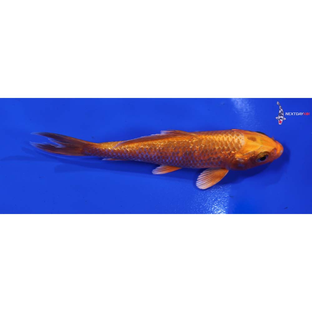 4.5” Imported Orenji Ogon