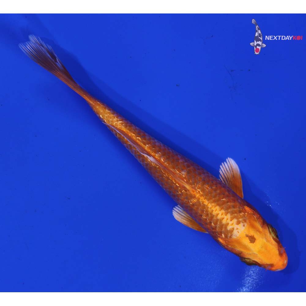 4.5” Imported Orenji Ogon