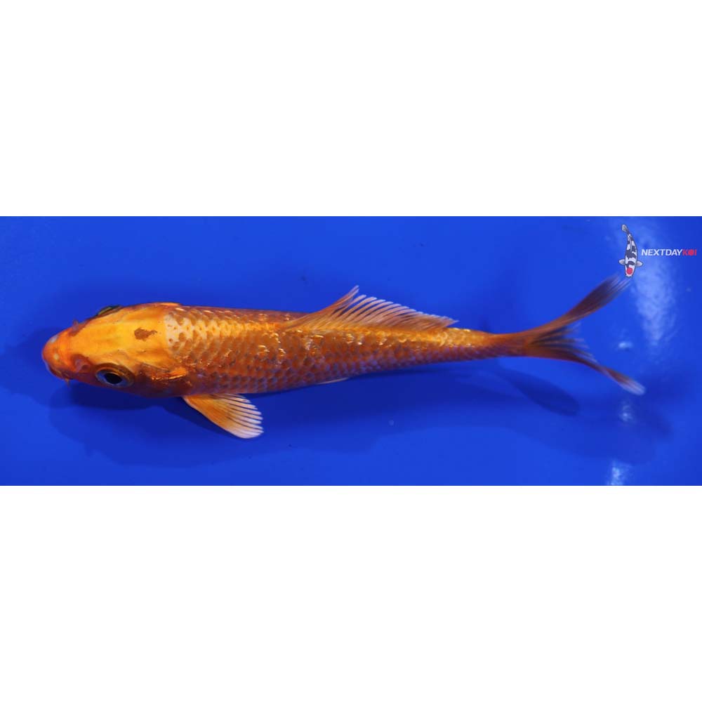 4.5” Imported Orenji Ogon