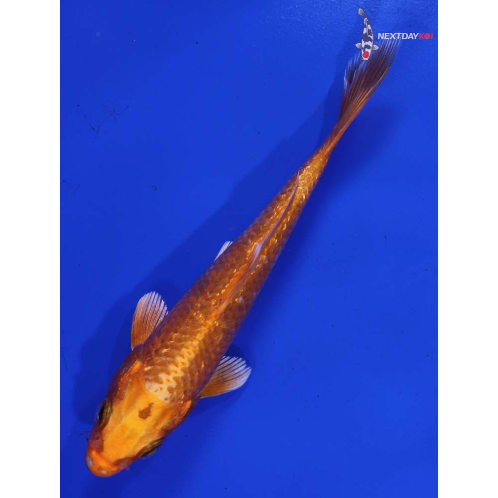 4.5” Imported Orenji Ogon