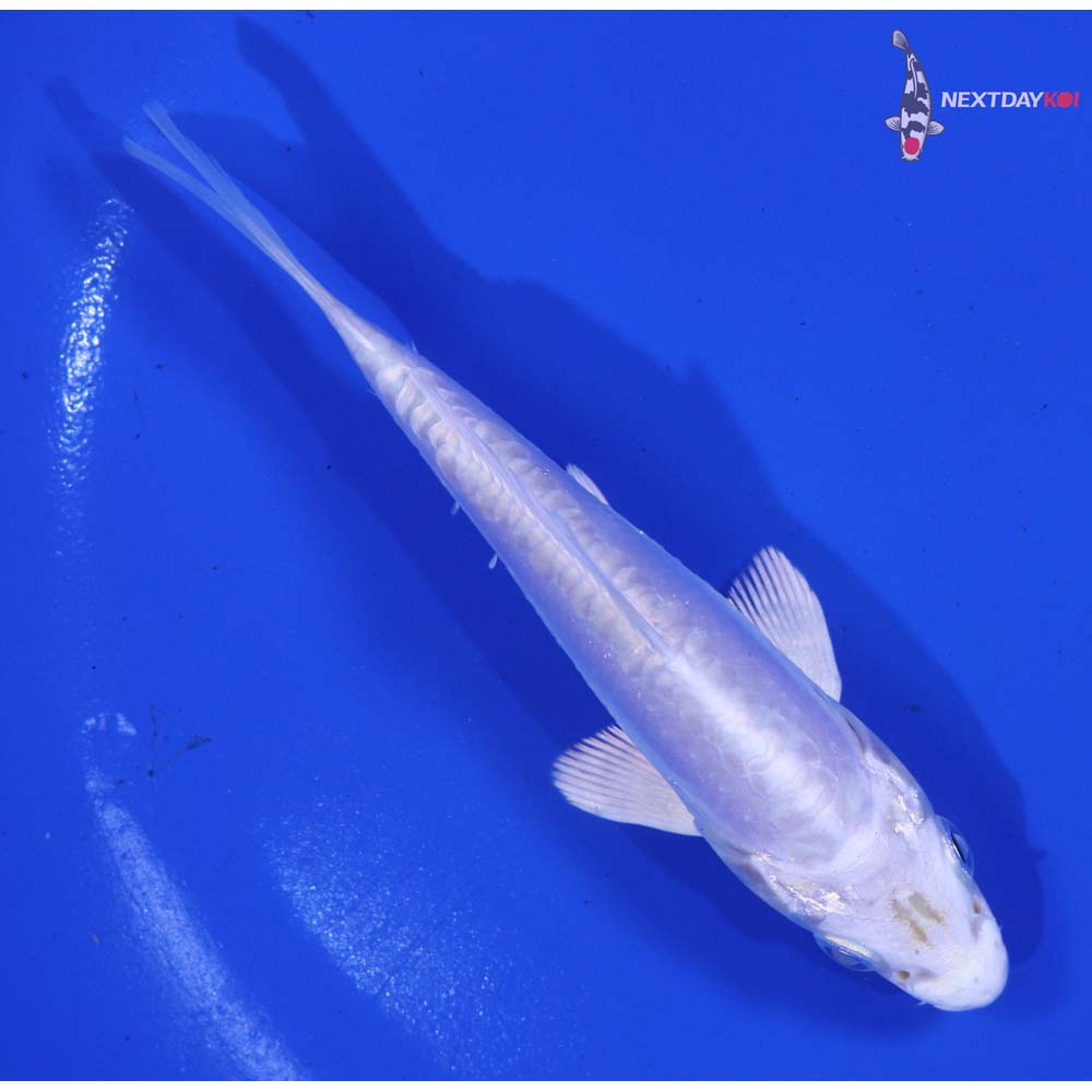 4.5” Imported Doitsu Platinum Ogon